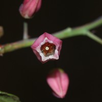 Vaccinium symplocifolium (D.Don ex G.Don) Alston